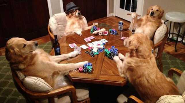images/gallery/sightgags/DogsPlayingPoker.jpg