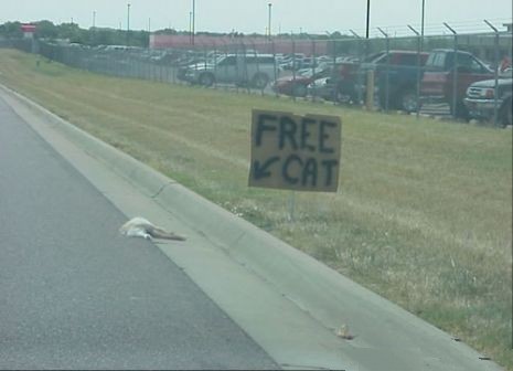 images/gallery/sightgags/FreeCat.jpg